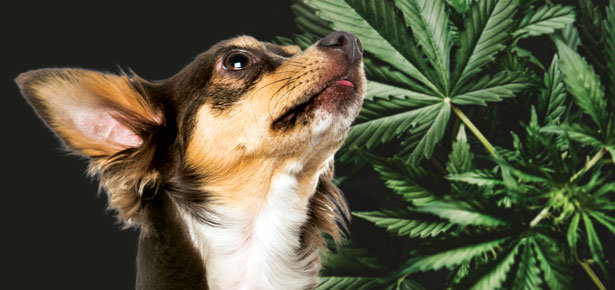 CBD Oil for Dogs